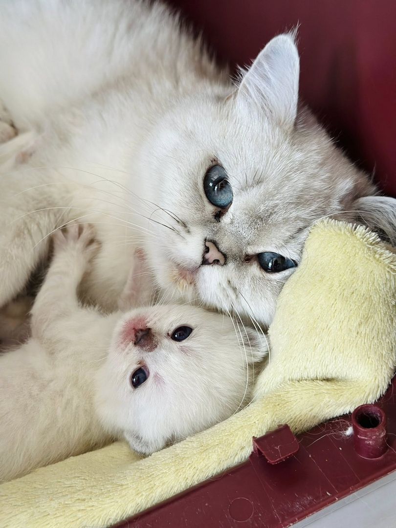 Diese blauen Babybärchenaugen…. suchen Adoptiveltern!