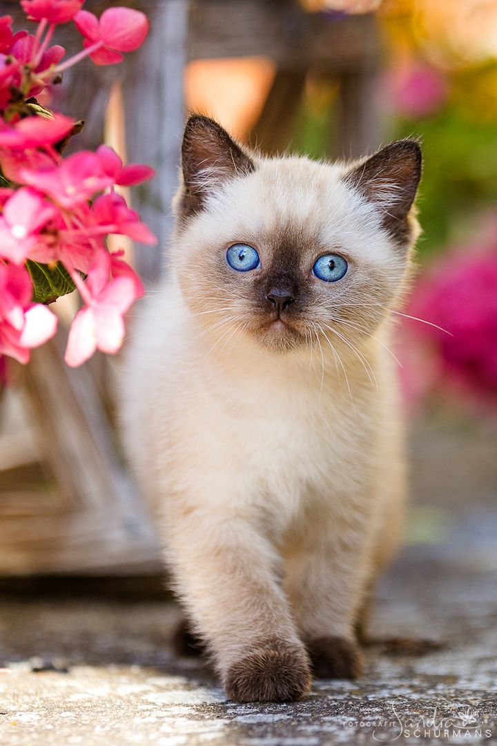 Diese blauen Babybärchenaugen…. suchen Adoptiveltern!