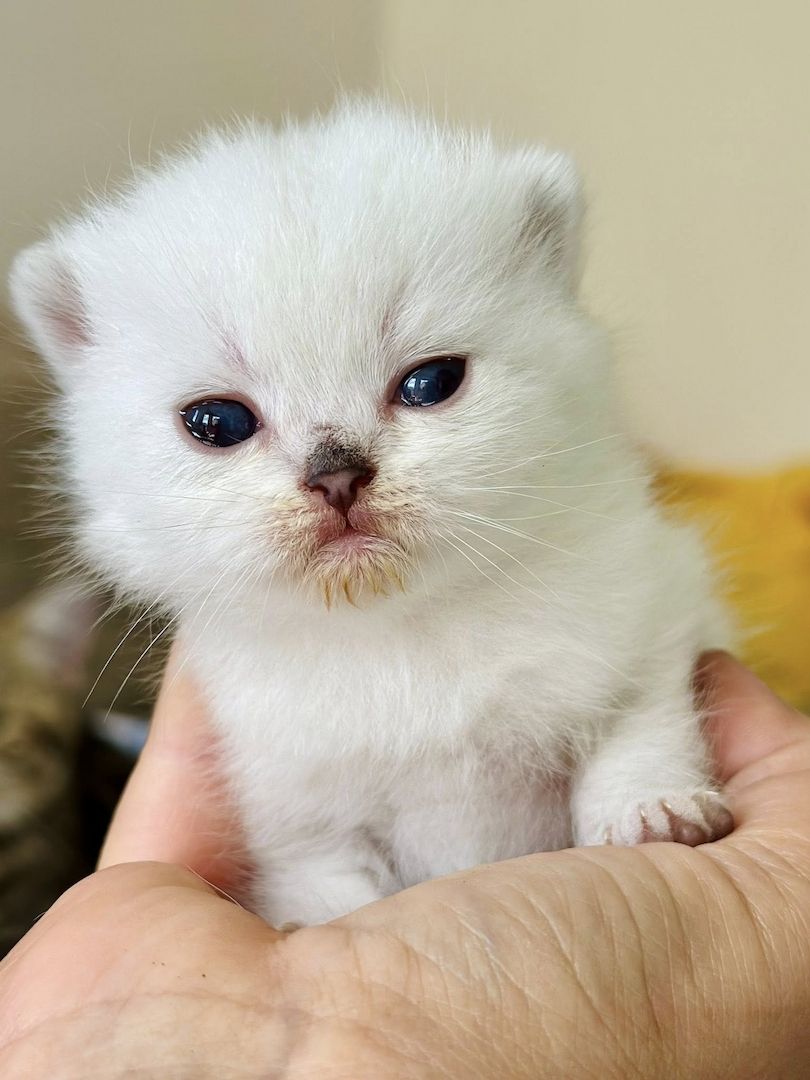 Diese blauen Babybärchenaugen…. suchen Adoptiveltern!