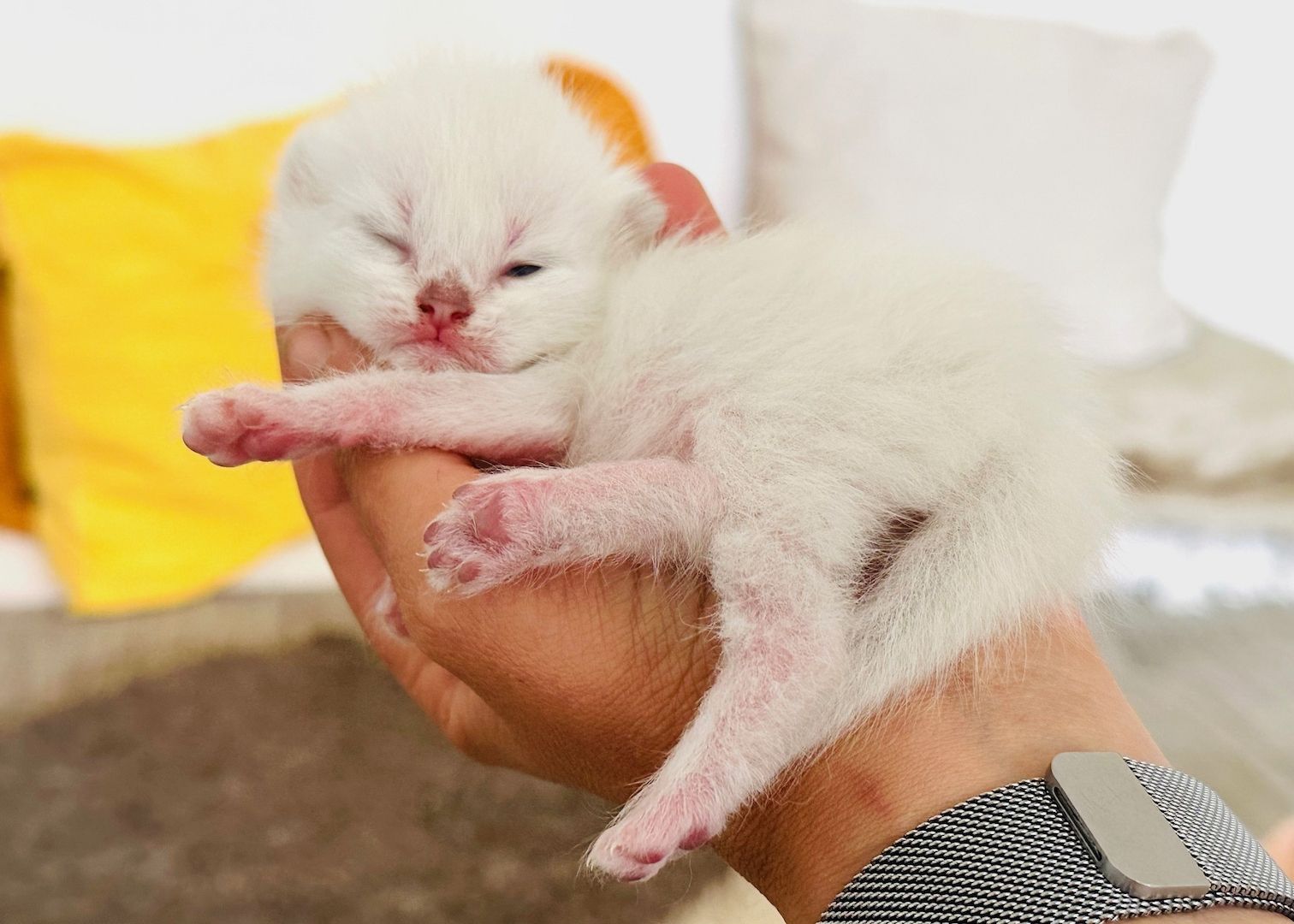 Diese blauen Babybärchenaugen…. suchen Adoptiveltern!
