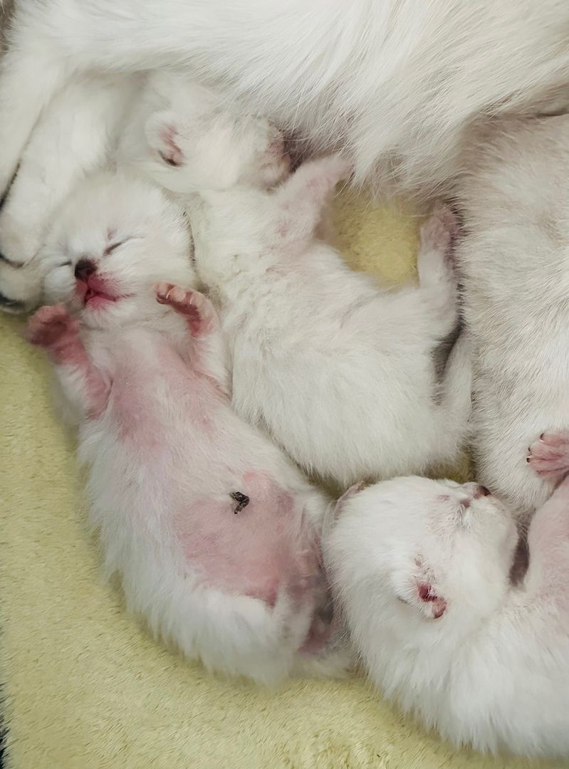 Diese blauen Babybärchenaugen…. suchen Adoptiveltern!