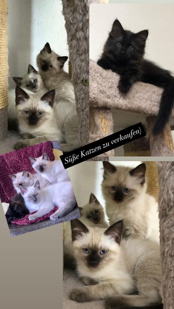 Neva Maquarade Kitten