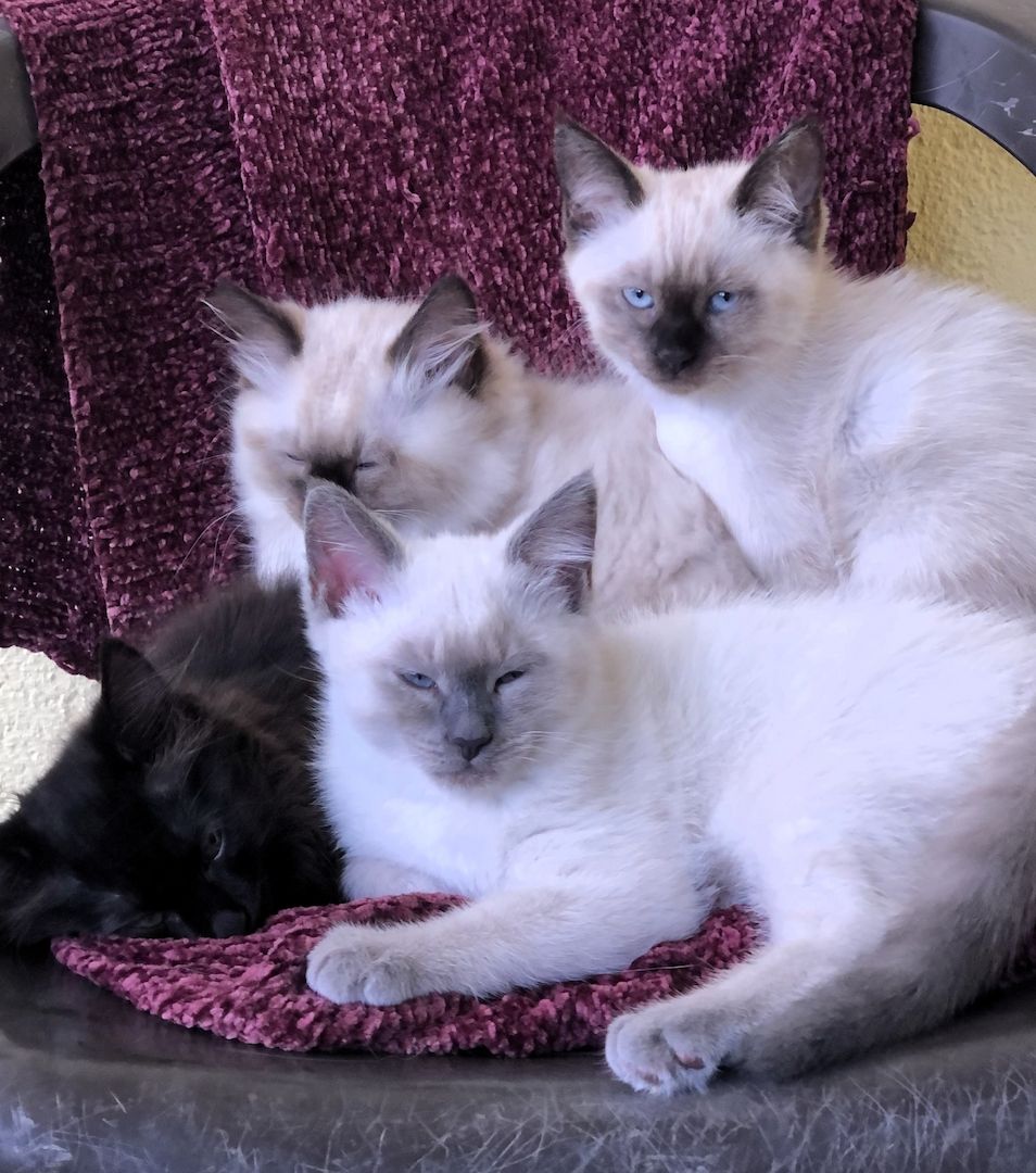 Neva Maquarade Kitten