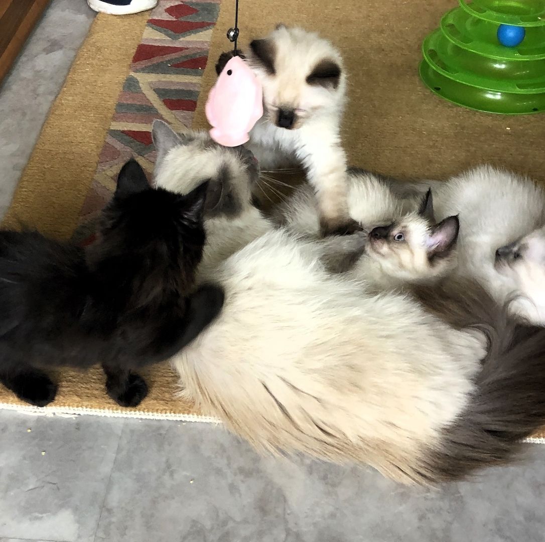 Neva Maquarade Kitten