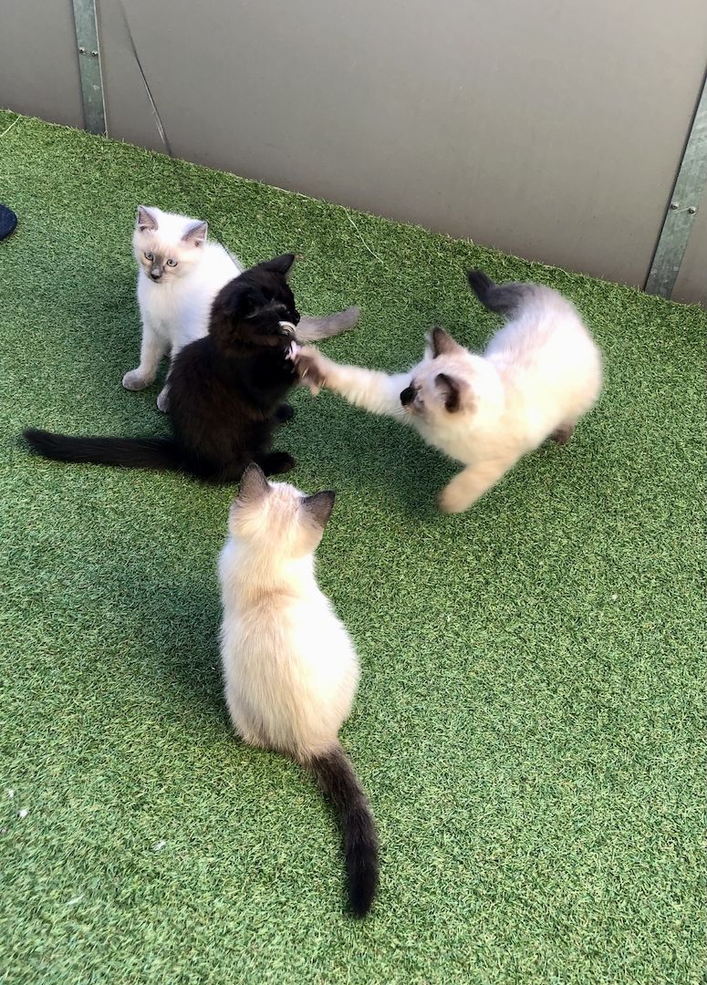 Neva Maquarade Kitten