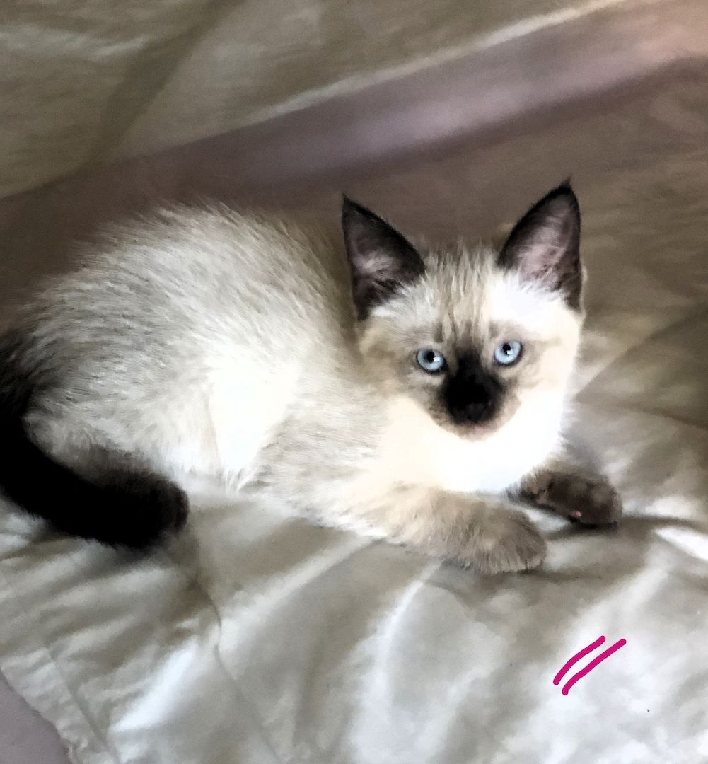 Neva Maquarade Kitten