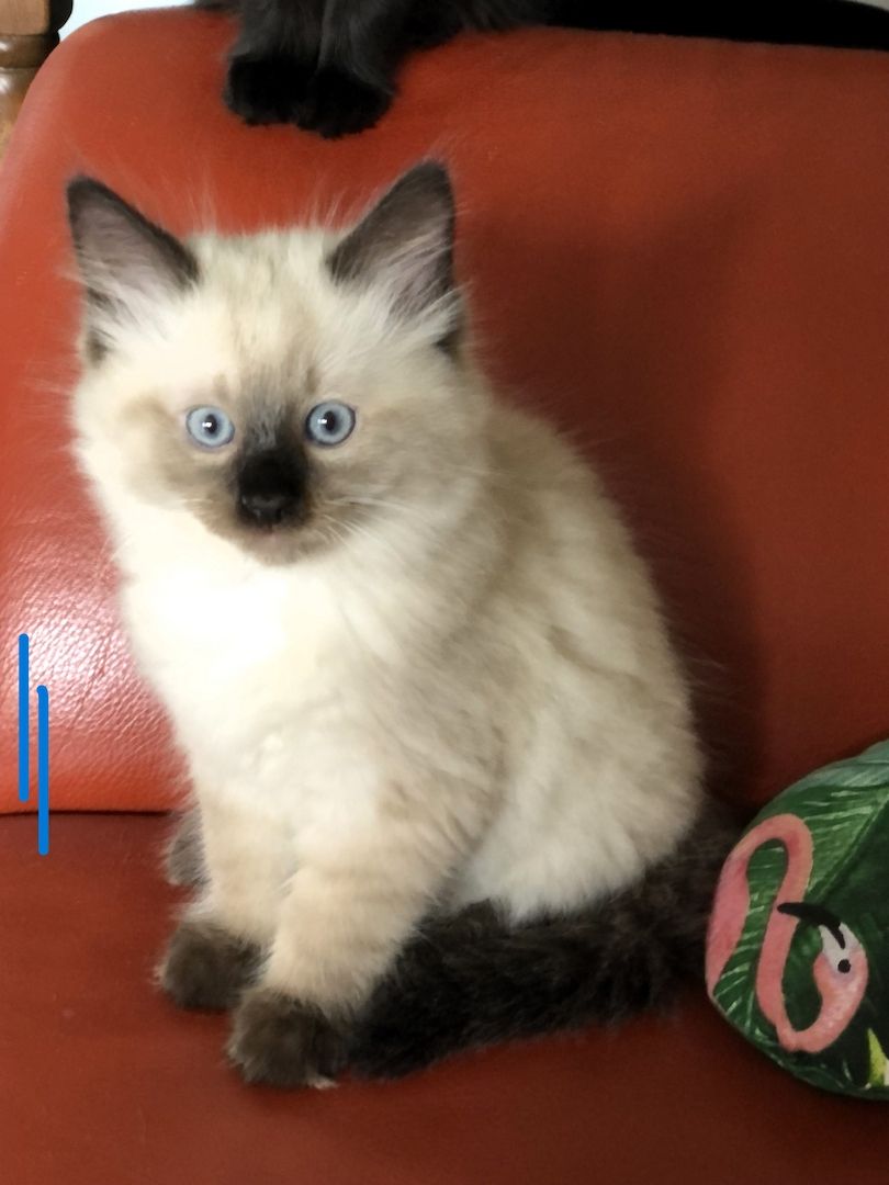 Neva Maquarade Kitten