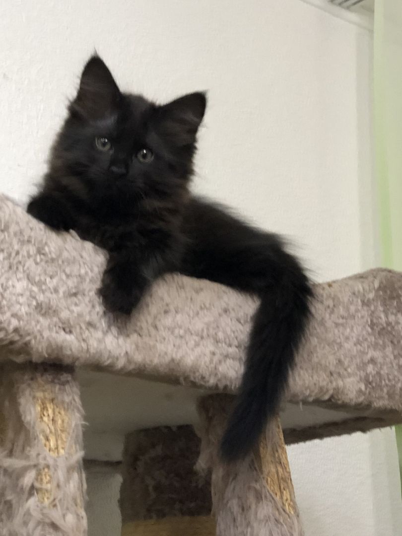 Neva Maquarade Kitten