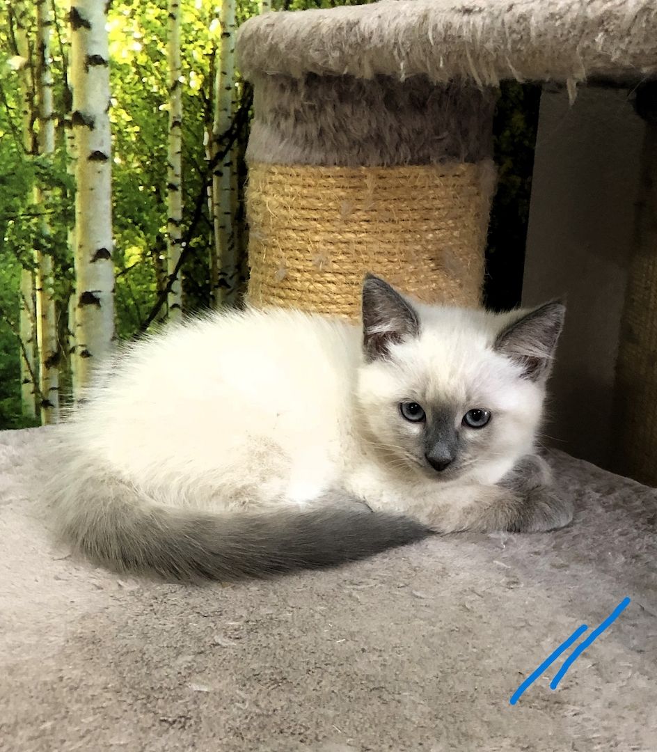 Neva Maquarade Kitten