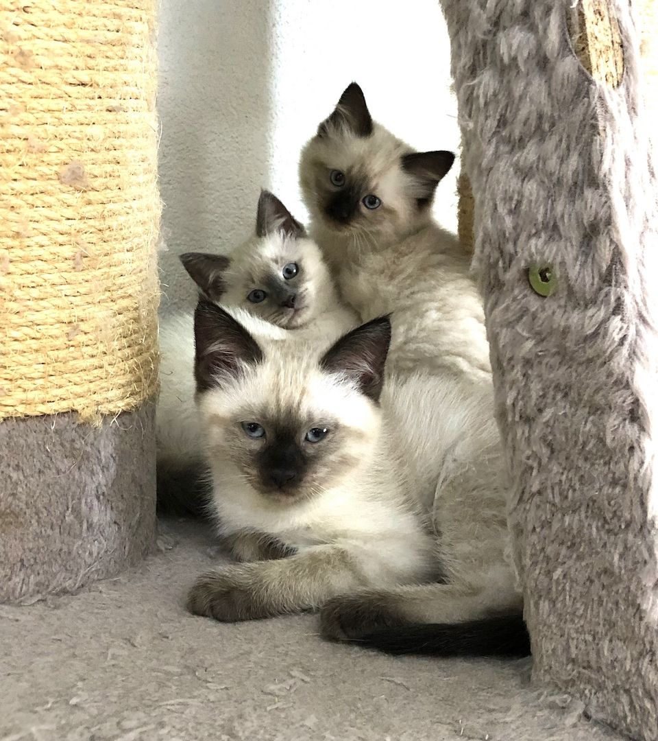 Neva Maquarade Kitten