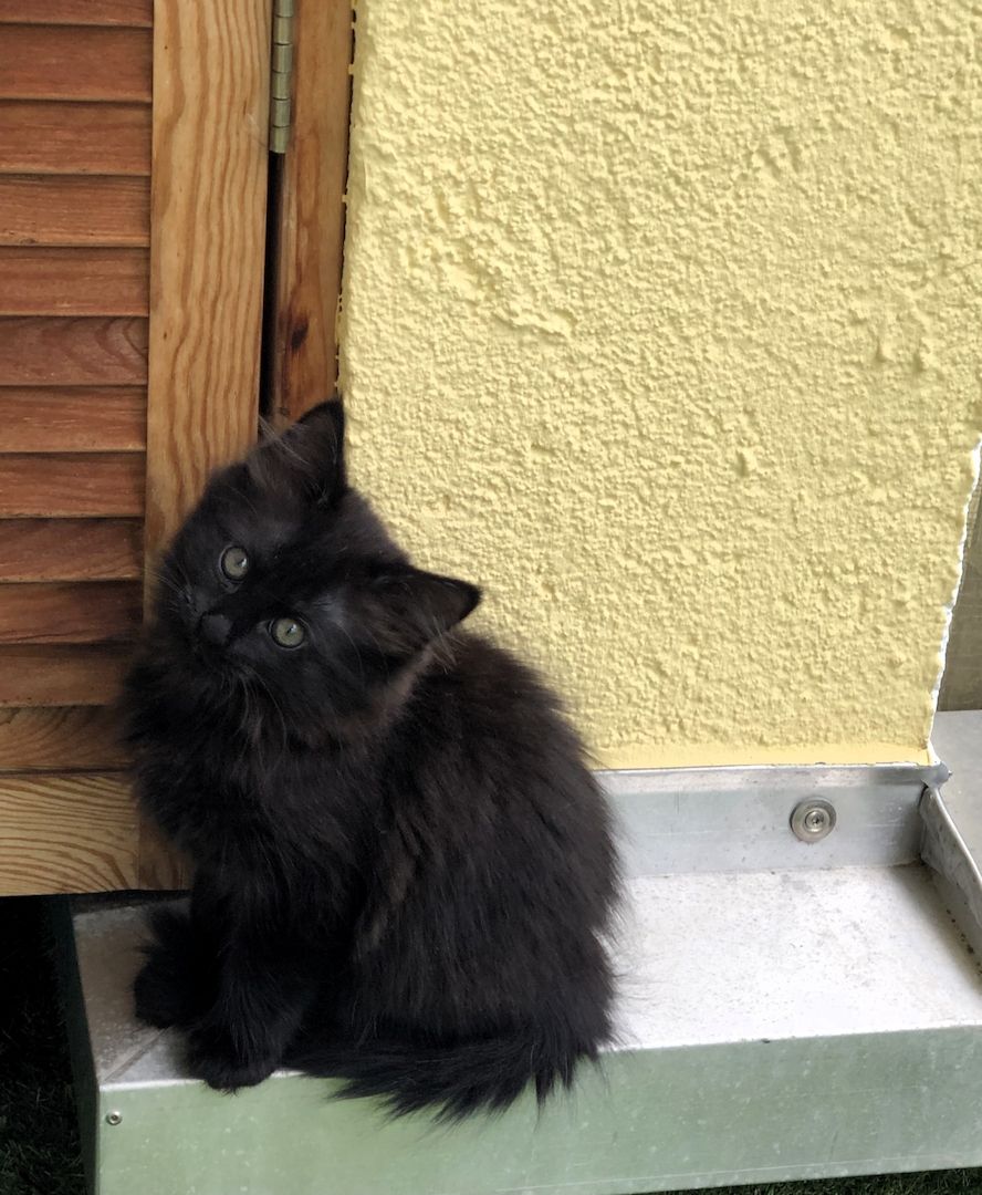 Neva Maquarade Kitten