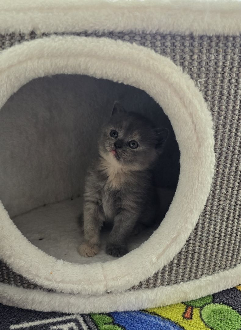 Bkh kitten 1 Tortie Blau mädchen, 2 Tortie Smoke, 2 Black Chokolade ,orange augen -fast abholbereit