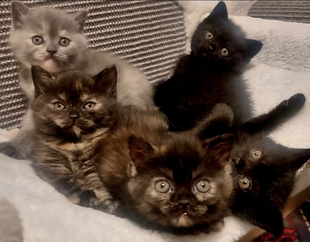Bkh kitten 1 Tortie Blau mädchen, 2 Tortie Smoke, 2 Black Chokolade ,orange augen -fast abholbereit