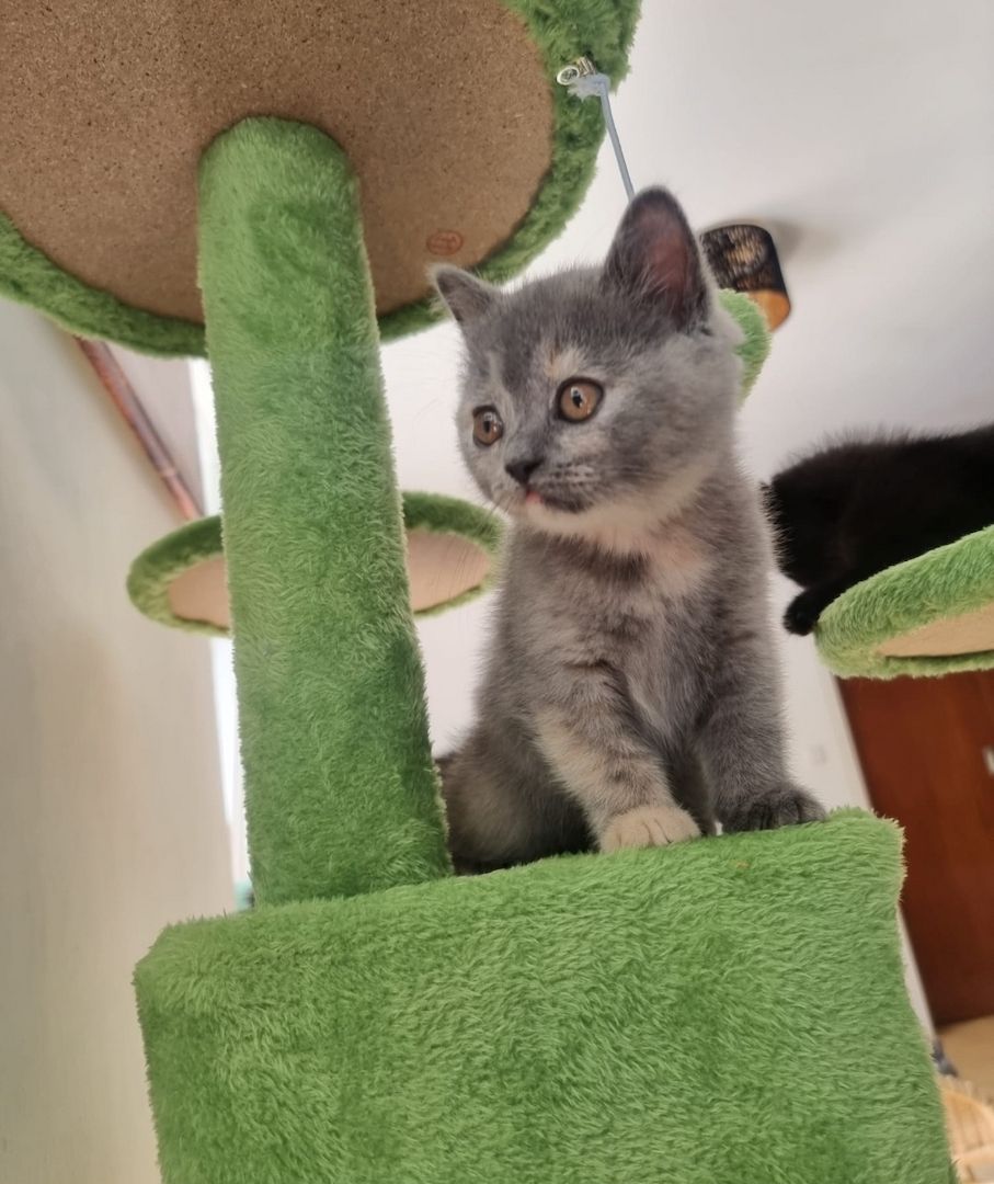 Bkh kitten 1 Tortie Blau mädchen, 2 Tortie Smoke, 2 Black Chokolade ,orange augen -fast abholbereit