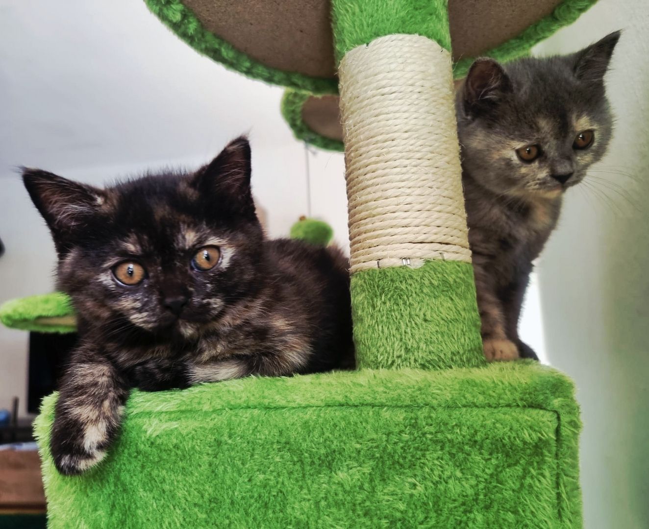 Bkh kitten 1 Tortie Blau mädchen, 2 Tortie Smoke, 2 Black Chokolade ,orange augen -fast abholbereit