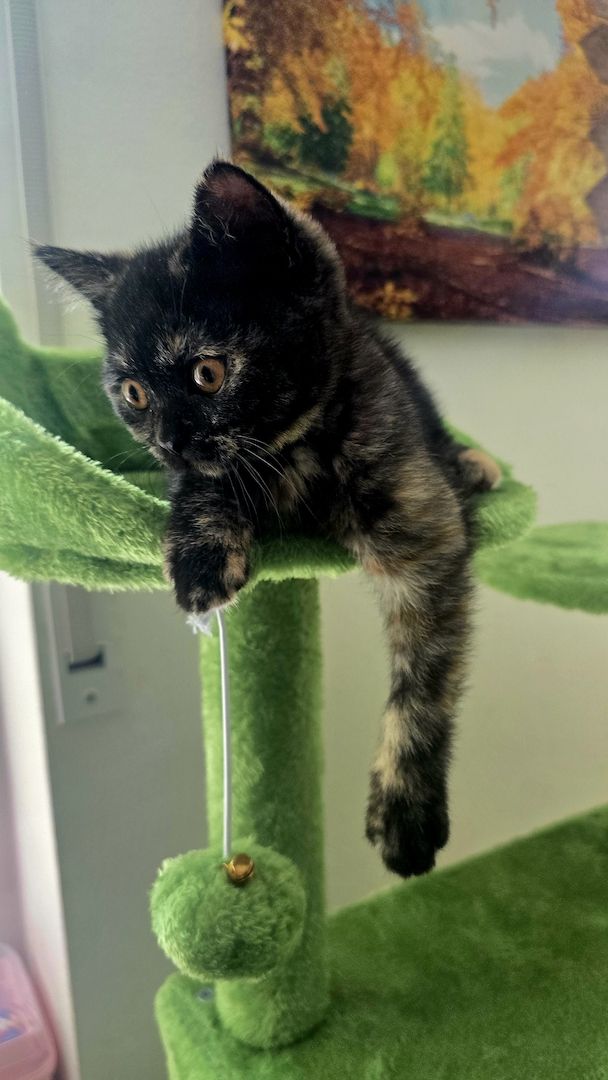 Bkh kitten 1 Tortie Blau mädchen, 2 Tortie Smoke, 2 Black Chokolade ,orange augen -fast abholbereit