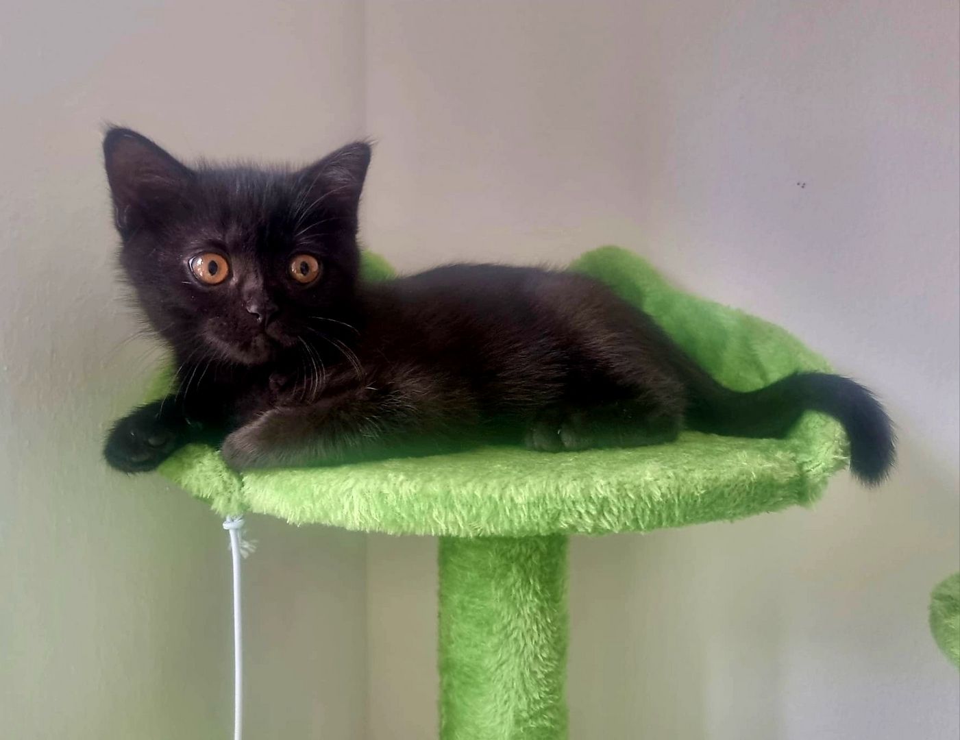 Bkh kitten 1 Tortie Blau mädchen, 2 Tortie Smoke, 2 Black Chokolade ,orange augen -fast abholbereit