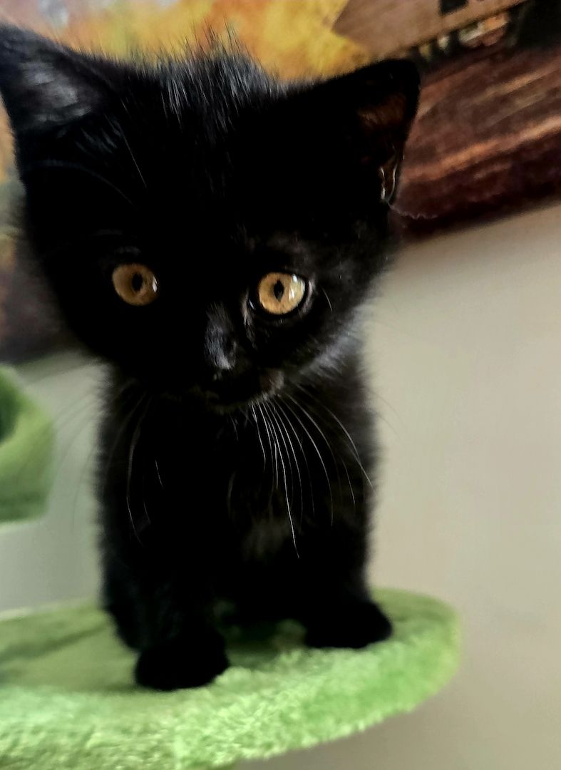 Bkh kitten 1 Tortie Blau mädchen, 2 Tortie Smoke, 2 Black Chokolade ,orange augen -fast abholbereit