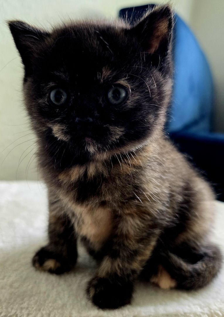 Bkh kitten 1 Tortie Blau mädchen, 2 Tortie Smoke, 2 Black Chokolade ,orange augen -fast abholbereit