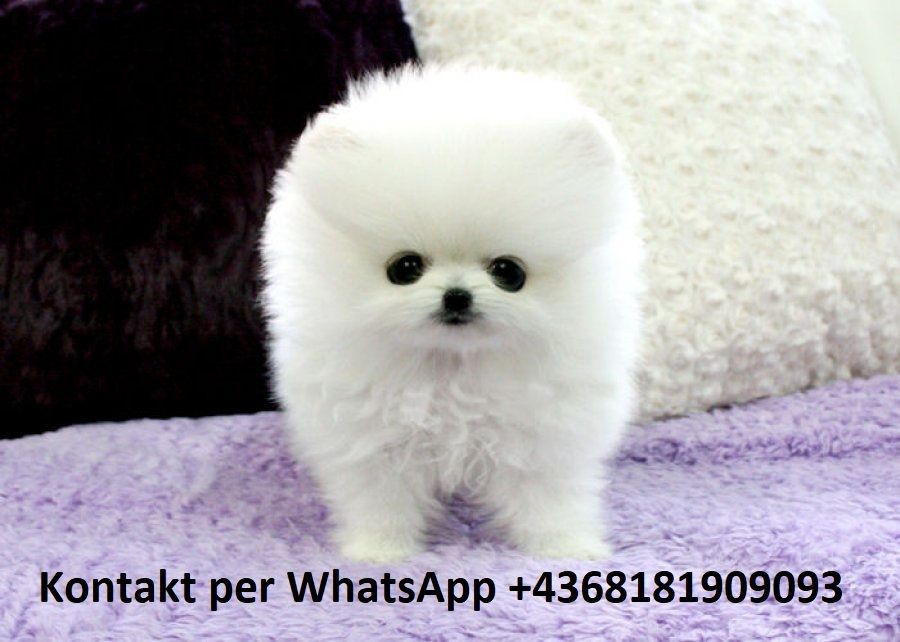 MINI ZWERGSPITZ POMERANIAN