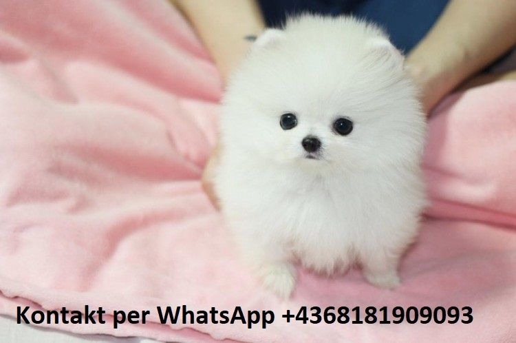 Zwergspitz-Pomeranian Welpen