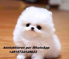 Pomeranian Zwergspitz welpen