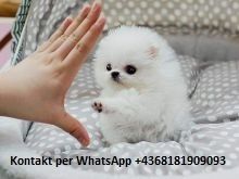 Mini Pomeranian Zwergspitz welpen