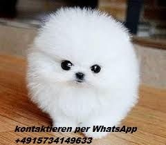 Zwergspitz/ mini  Pomeranian Welpen