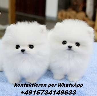 MINI ZWERGSPITZ POMERANIAN BOO WELPEN
