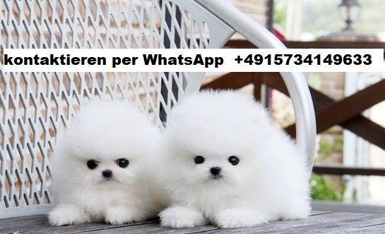 Mini Pomeranian Zwergspitz Welpen. Mannlich und weiblich