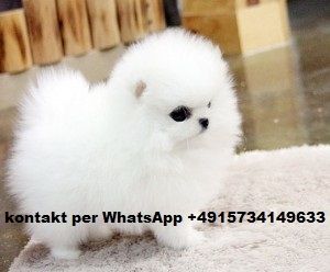 Mini Pomeranian Zwergspitz welpen. Mini Pomeranian Zwergspitz welpen.
