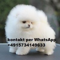 Pomeranian Zwergspitz Welpen Boo