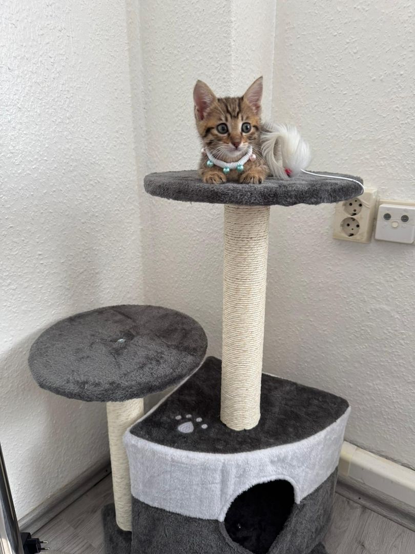 Bengalkitten bengal katze babykatze