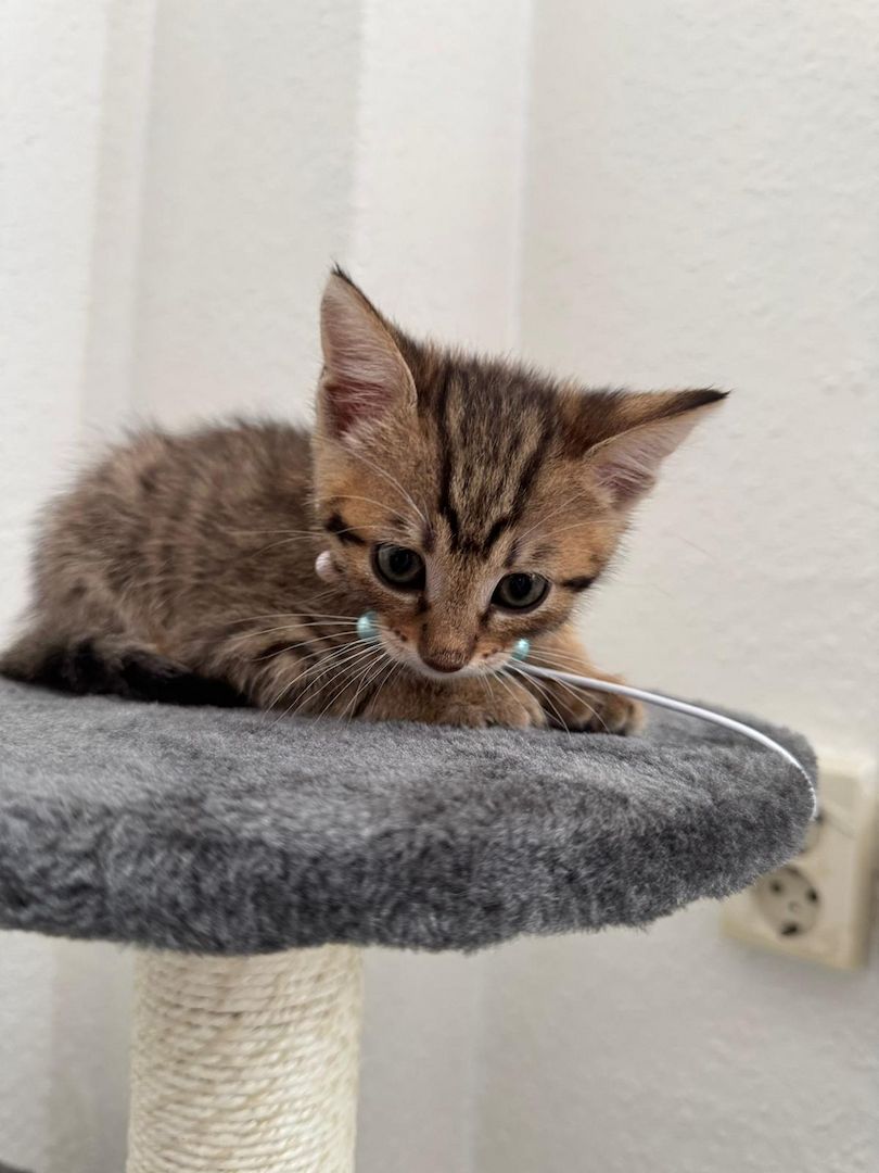 Bengalkitten bengal katze babykatze