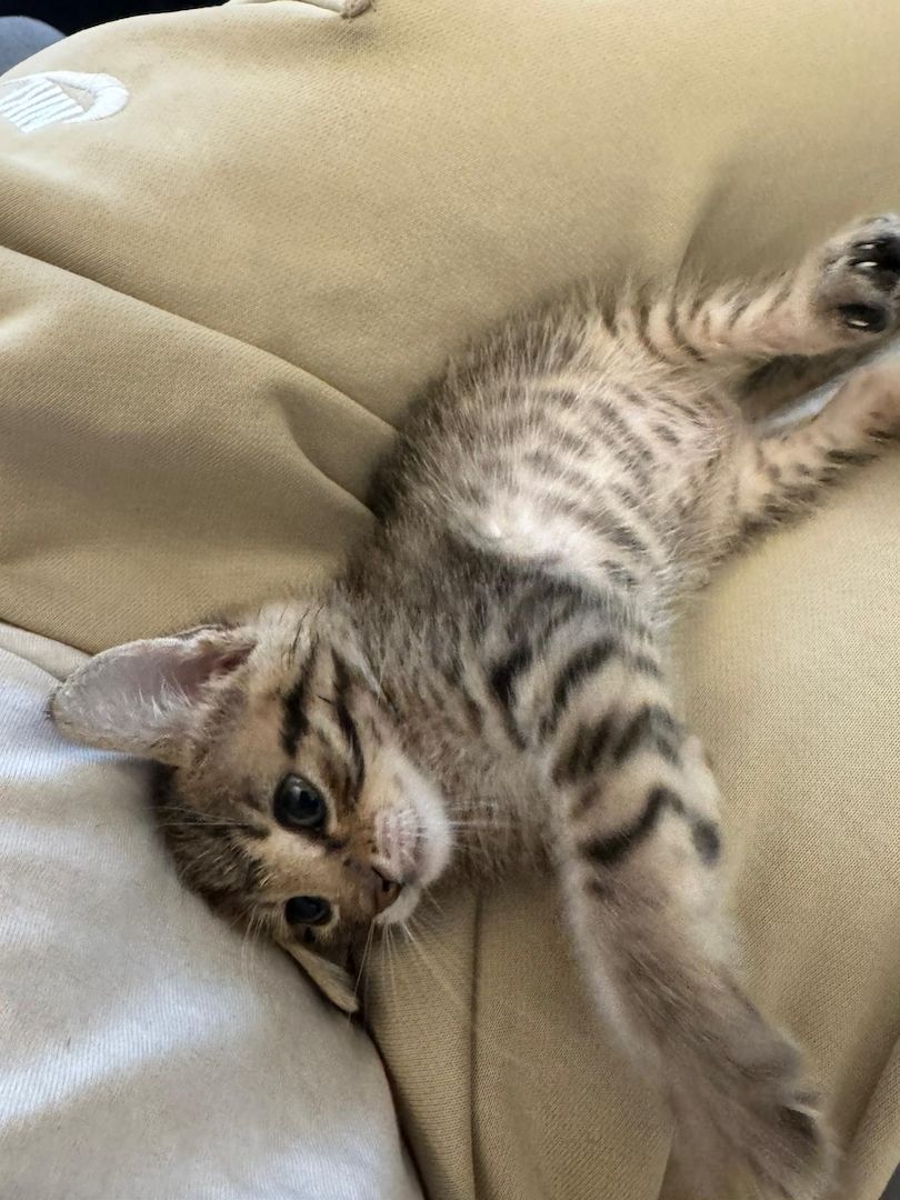 Bengalkitten bengal katze babykatze