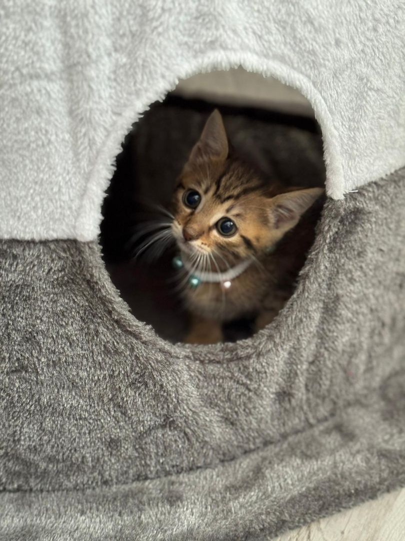 Bengalkitten bengal katze babykatze
