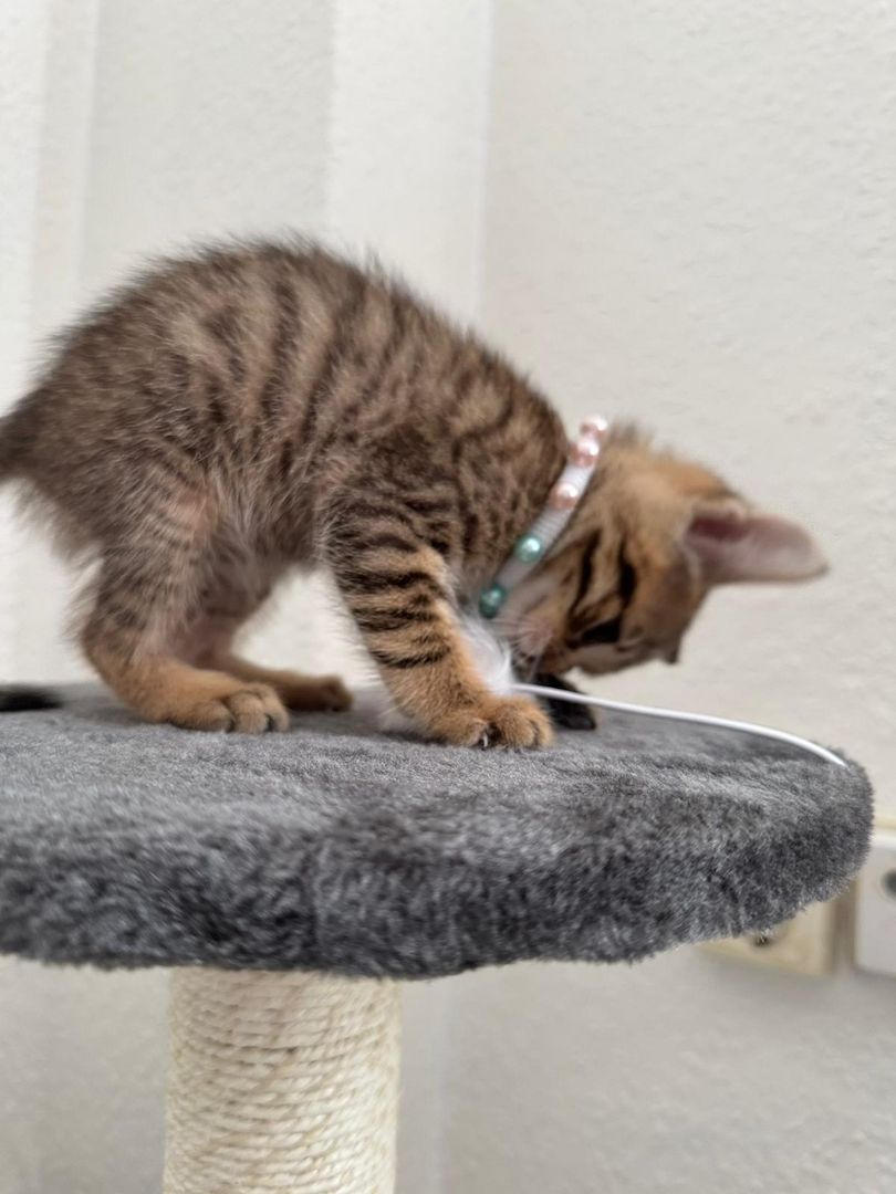 Bengalkitten bengal katze babykatze