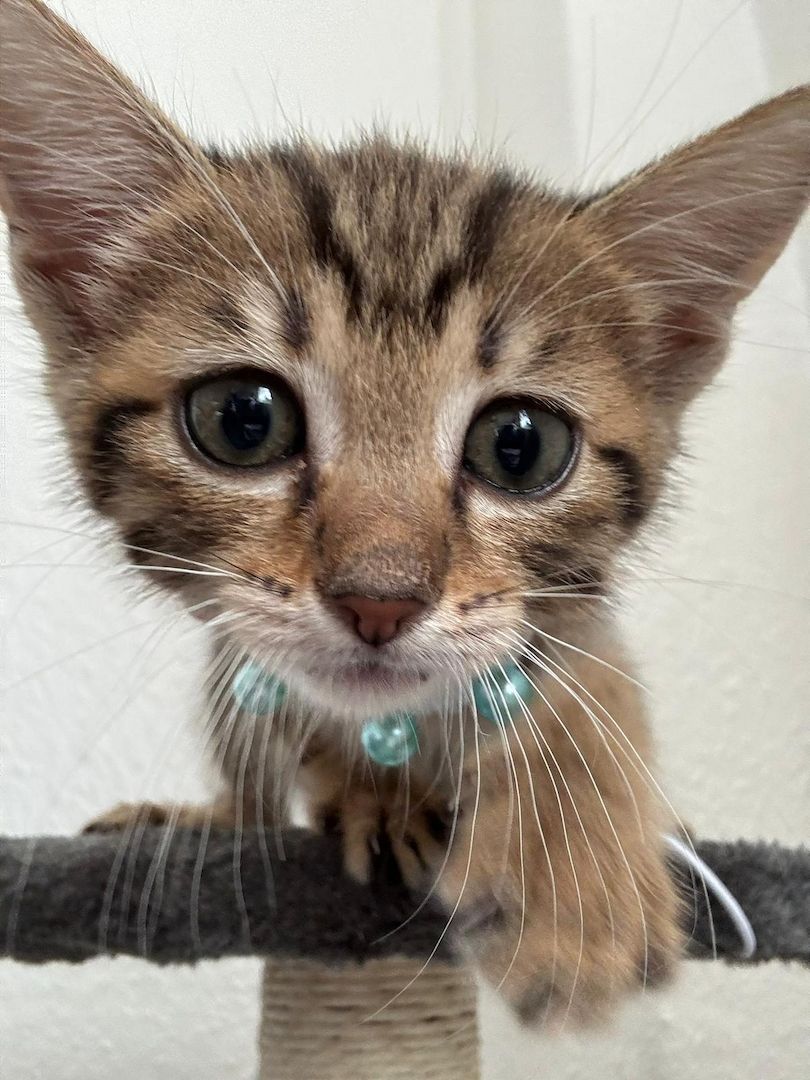Bengalkitten bengal katze babykatze