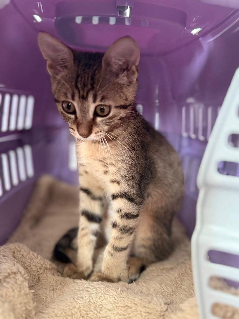 Bengalkitten bengal katze babykatze