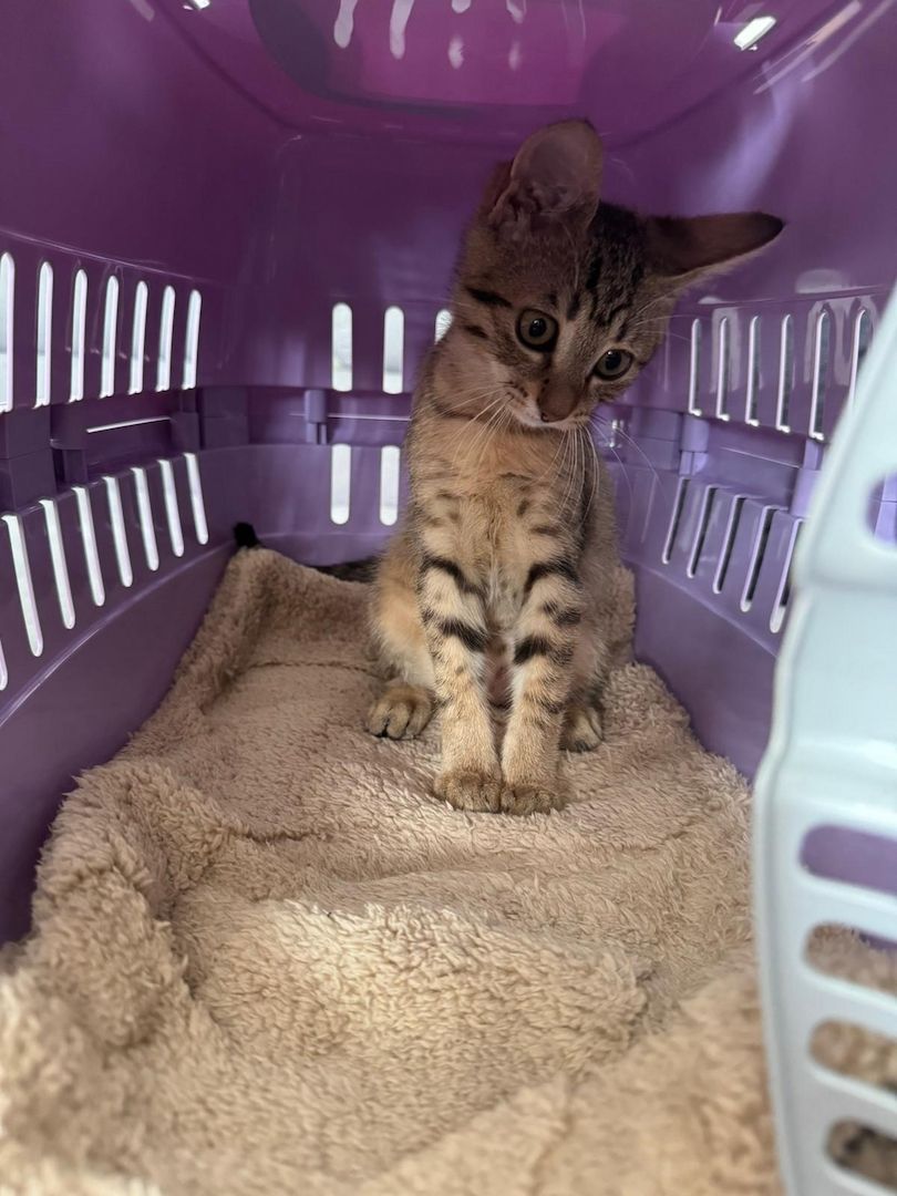 Bengalkitten bengal katze babykatze