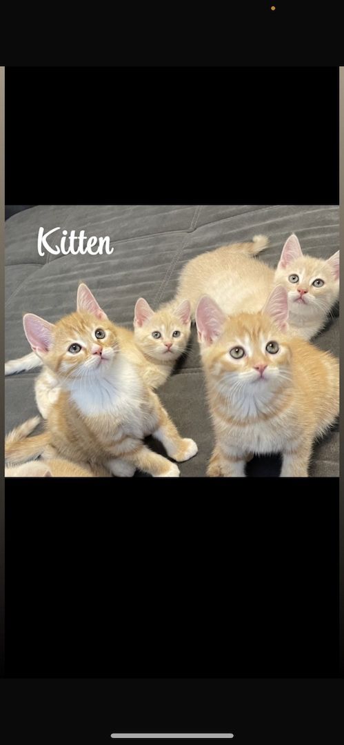 Rote BKH Kitten