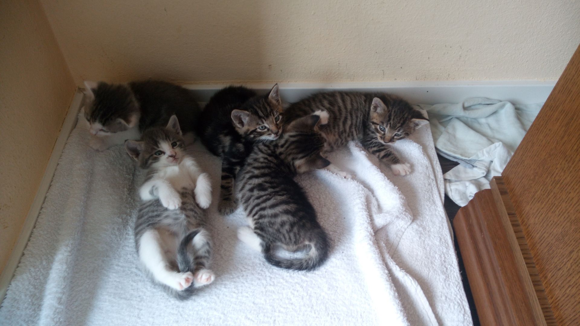 Katzen -Baby zu abgeben