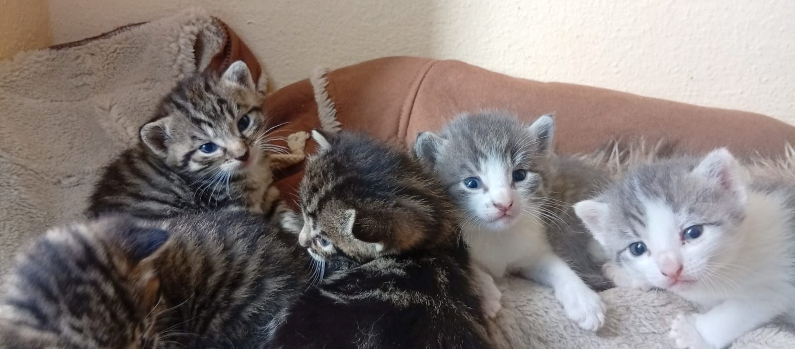 Katzen -Baby zu abgeben