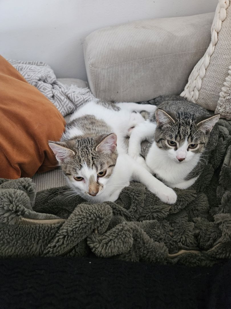 Verspieltes Katzen-Duo (Kater & Kätzin) abzugeben