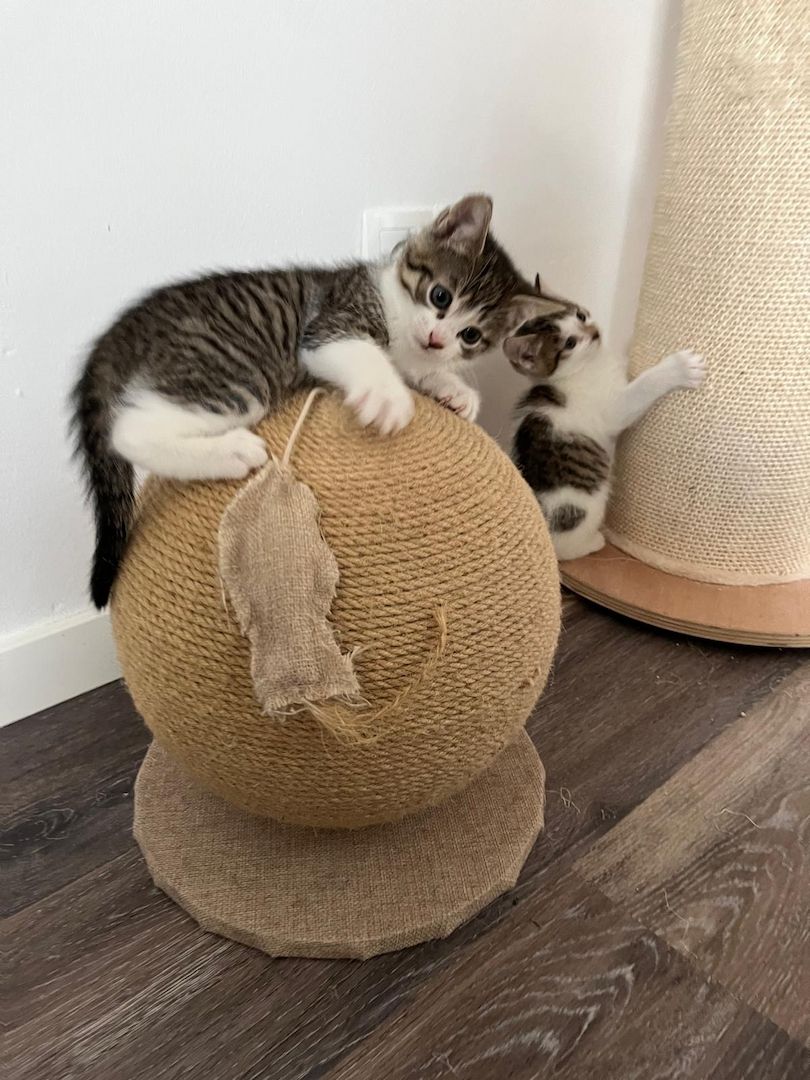 Verspieltes Katzen-Duo (Kater & Kätzin) abzugeben