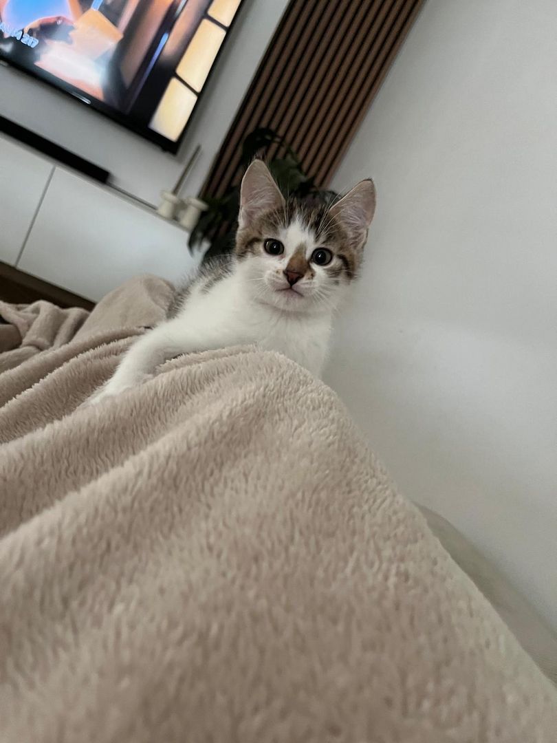 Verspieltes Katzen-Duo (Kater & Kätzin) abzugeben