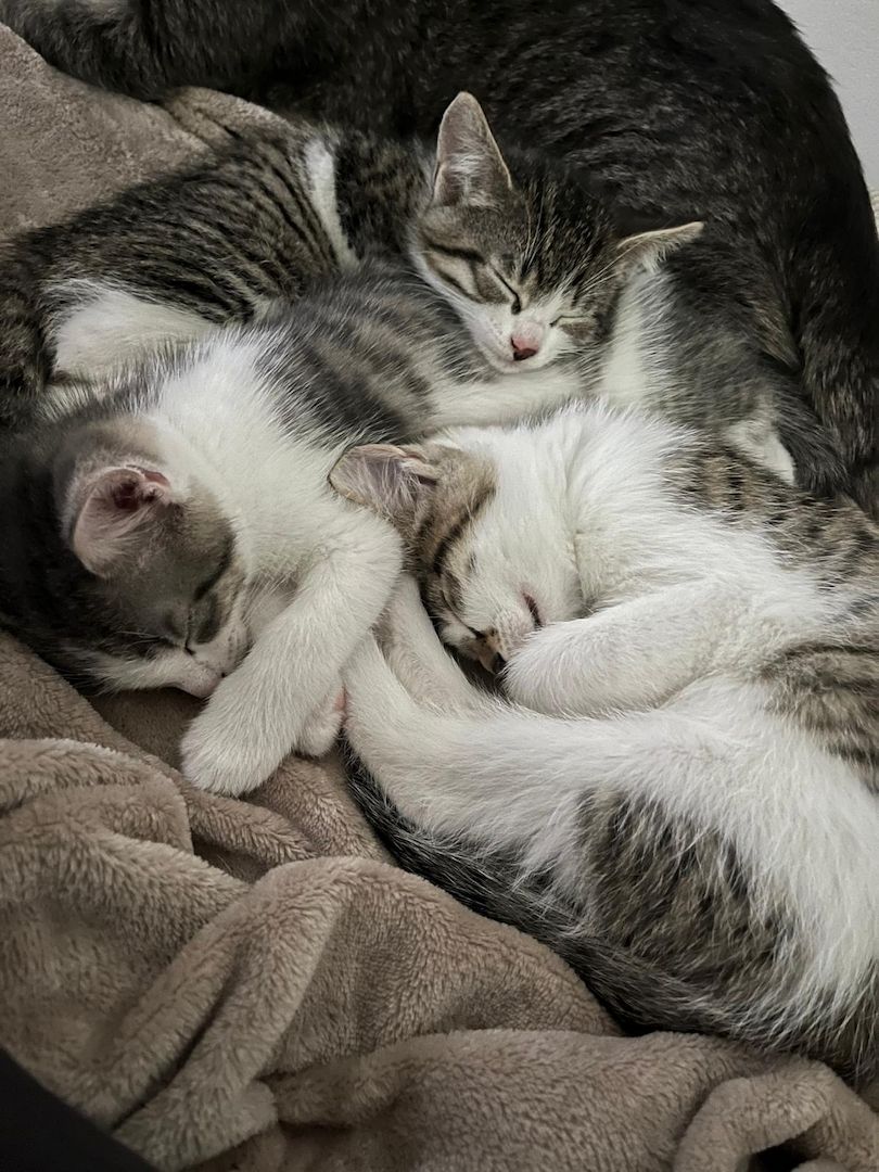 Verspieltes Katzen-Duo (Kater & Kätzin) abzugeben