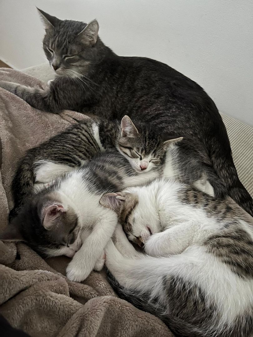 Verspieltes Katzen-Duo (Kater & Kätzin) abzugeben