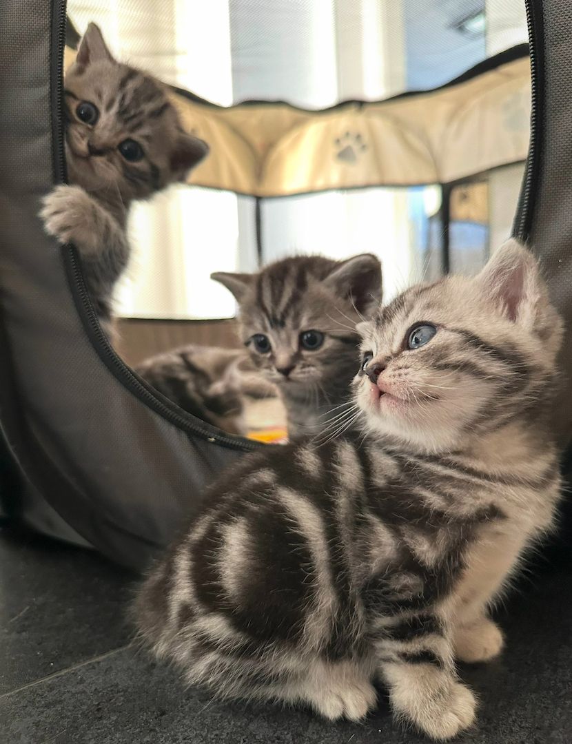 Bkh Tabby Kitten (Whiskas Katzen)