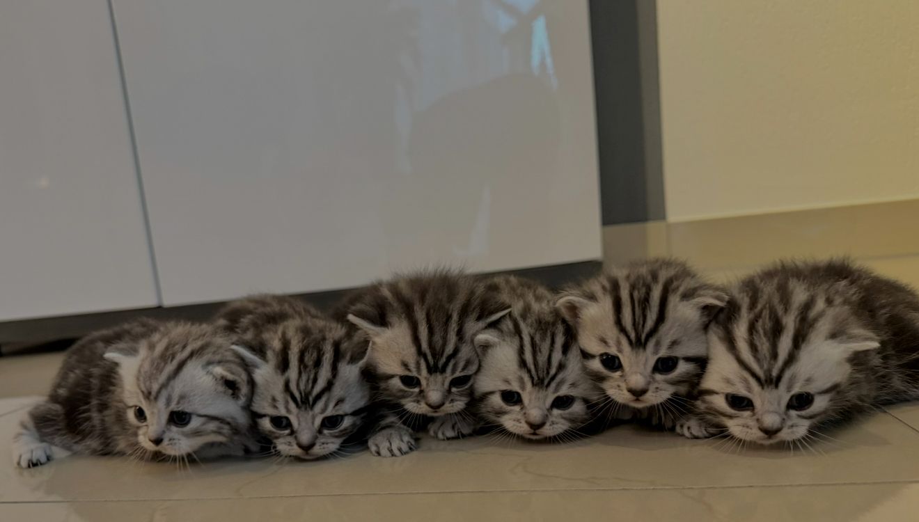 Bkh Tabby Kitten (Whiskas Katzen)